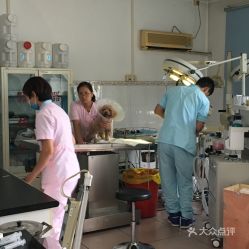 北京寵物電子寵物購(gòu)買指南 地址、價(jià)格與營(yíng)業(yè)時(shí)間一覽